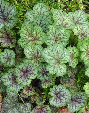 Heuchera americana Dale's Strain