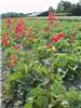 Heuchera sanguinea