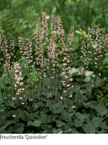 Heucherella 'Quick