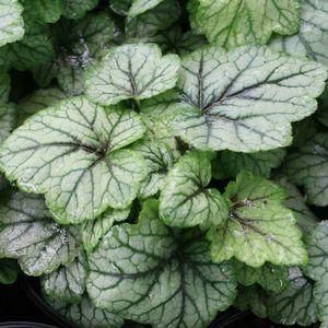 Heucherella -Blue Ridge-