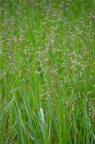 Hierochloe odorata
