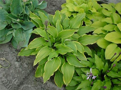 Hosta Abba Dabba D