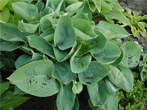 Hosta Abiqua Drink