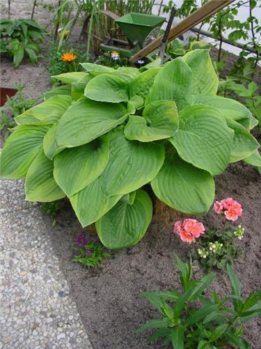 Hosta Abiqua Moonb