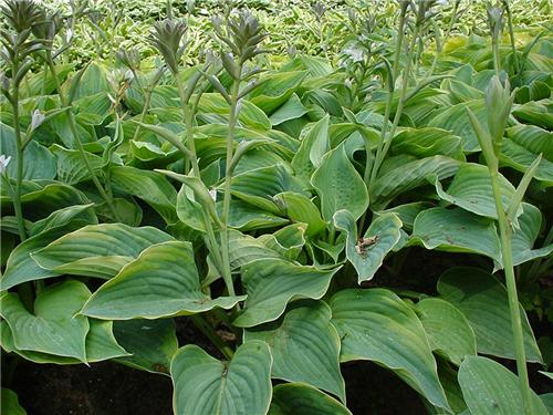 Hosta Alvatine Tay