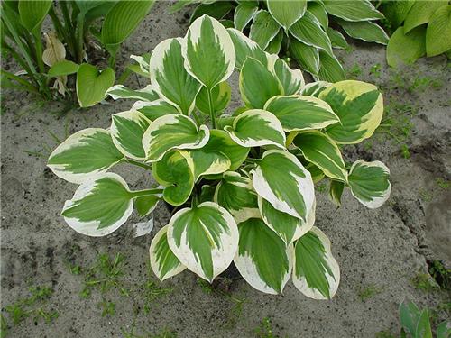 Hosta Anne