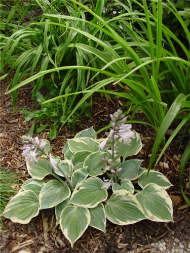 Hosta Aristocrat