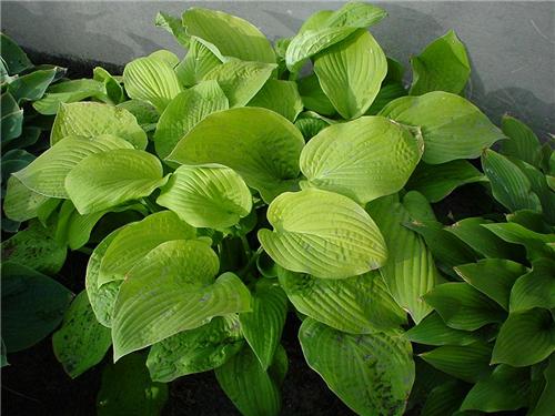Hosta August Moon3