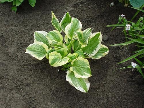 Hosta Austin Dicki