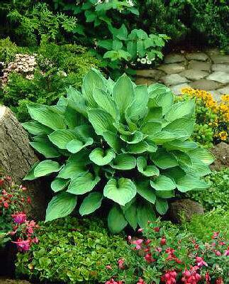 Hosta Big Daddy3