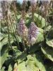 Hosta Blue Angel3