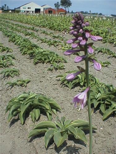 Hosta Blue Cadet3