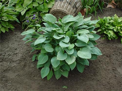 Hosta Blue Dimples