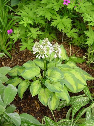 Hosta Blue Shadows