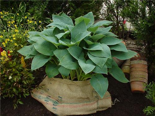 Hosta Blue Umbrell