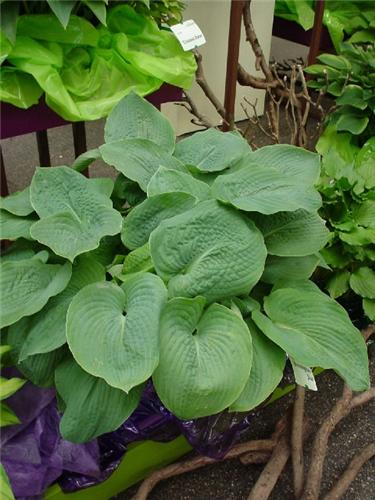 Hosta Bressingham 