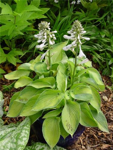 Hosta Bright Light