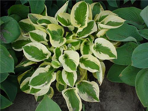 Hosta Brim Cup2