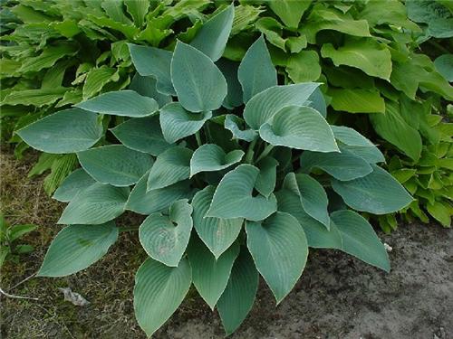 Hosta Canadian Blu
