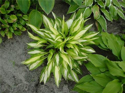 Hosta Cherry Berry