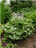 Hosta Christmas Tr