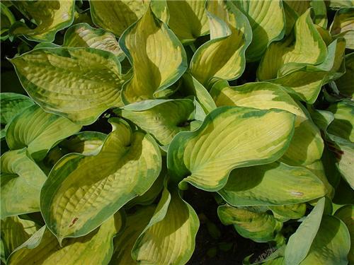Hosta Color Glory2