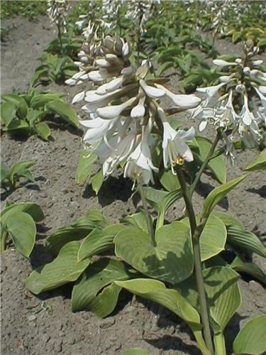 Hosta Courulea