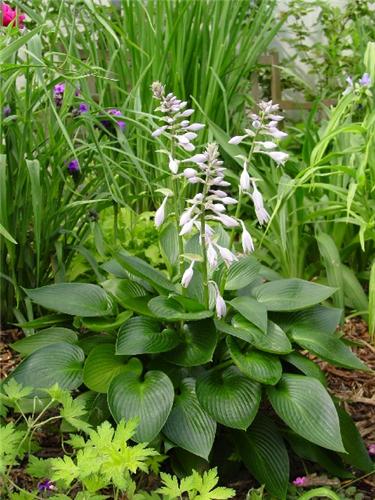 Hosta Devon Green3