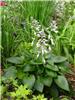 Hosta Devon Green3