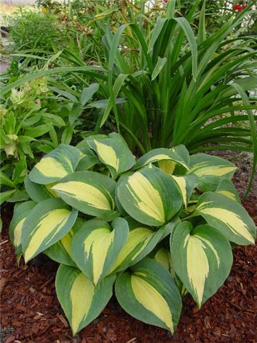 Hosta Dream Weaver