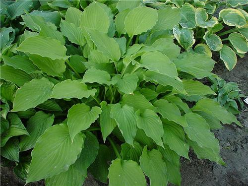 Hosta Elisabeth2
