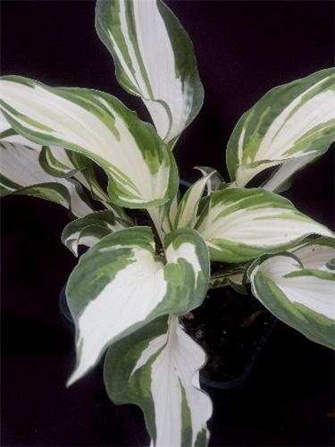 Hosta Enterprise 3