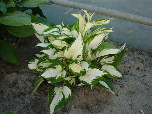 Hosta Fire and Ice