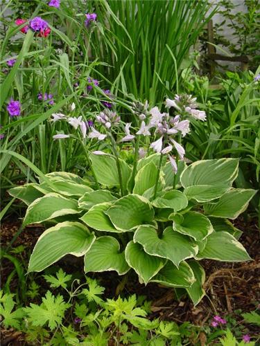 Hosta Fortunei Aur