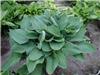 Hosta Fortunei Hya