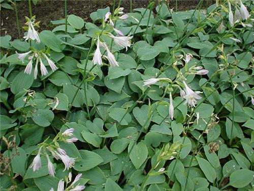 Hosta Fragrant Blu