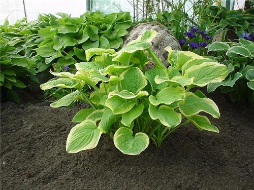 Hosta Fragrant Bou