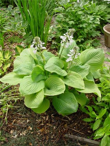 Hosta Fried Green 