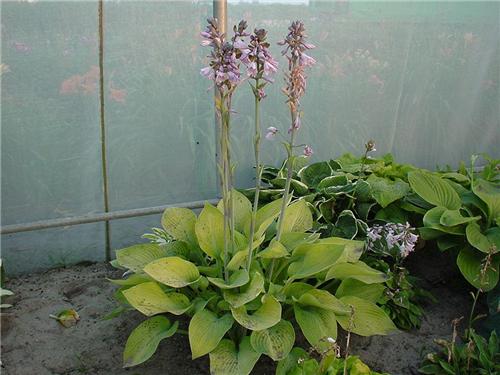 Hosta Gold Regal2