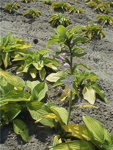 Hosta Gold Standar