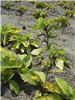 Hosta Gold Standar
