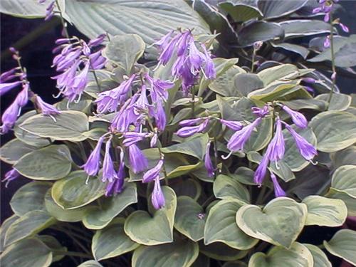 Hosta Golden Tiara