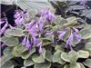 Hosta Golden Tiara