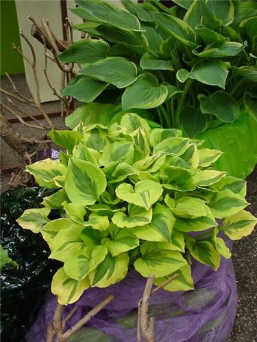 Hosta Grand Tiara