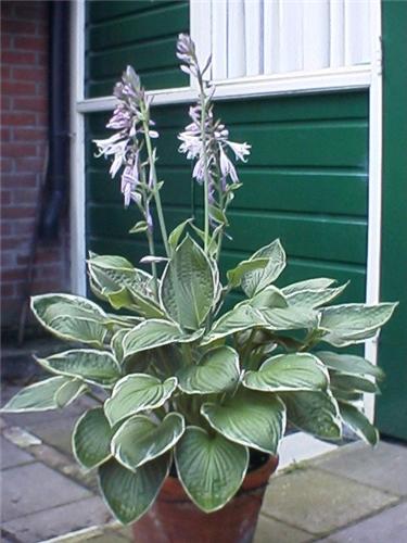 Hosta Green Gold3