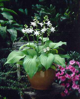 Hosta Guacomole
