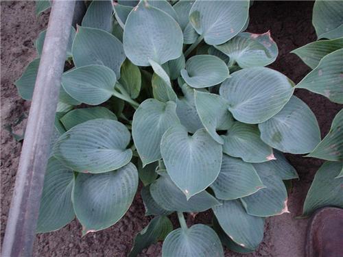 Hosta Hadspen Blue