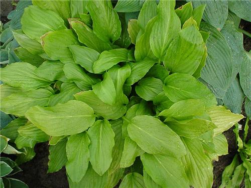 Hosta Honeybells2
