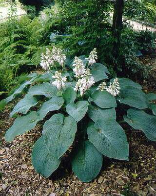 Hosta big mama