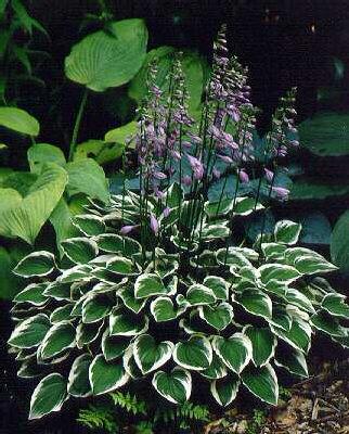 Hosta diamond tiar